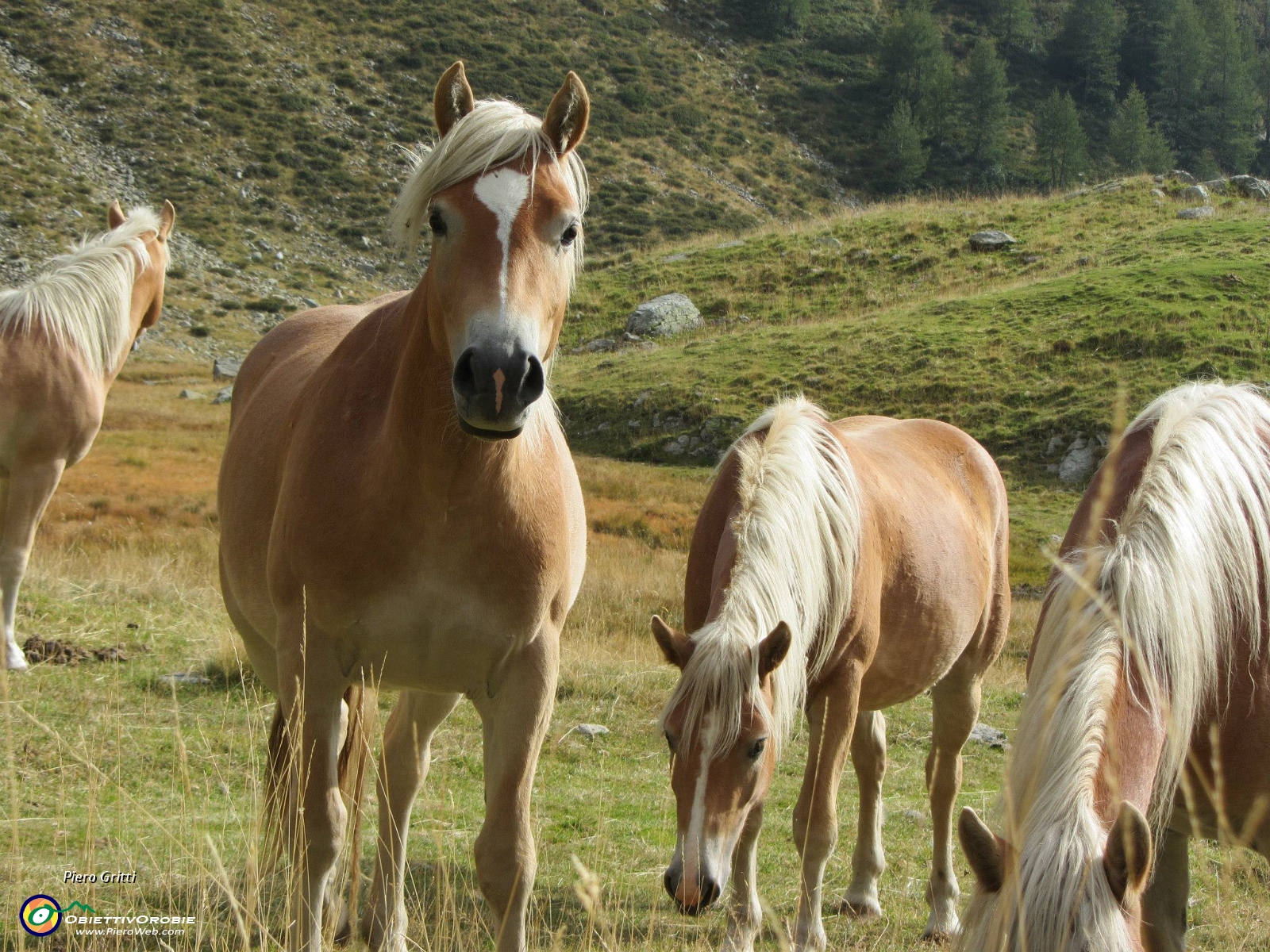 75 uno si avvicina (foto Rosita)....jpg